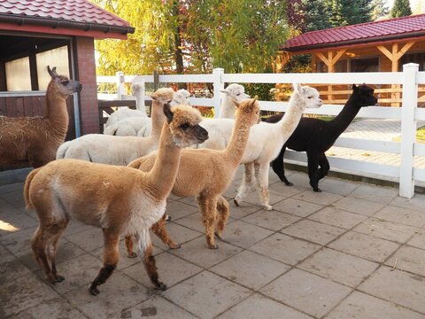 A herd of alpacas of different colors (brown, beige, black) on a concrete paddock surrounded by a white fence on a sunny autumn day. Home breeding of alpacas, agritourism, wool production
