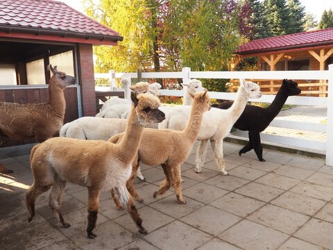 A herd of alpacas on a farm on a sunny autumn day. Home breeding of alpacas, agritourism, wool production