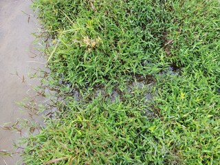 Sri Lankan Green Grass with Nature Background