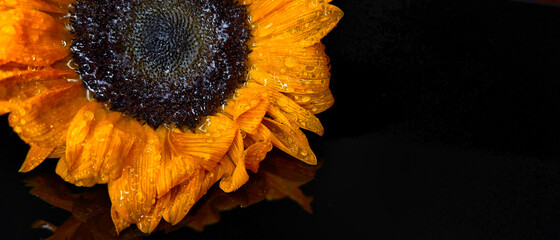 Kwiat słonecznika na ciemnym tle - obrazy, fototapety, plakaty