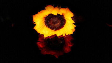 Kwiat słonecznika na ciemnym tle