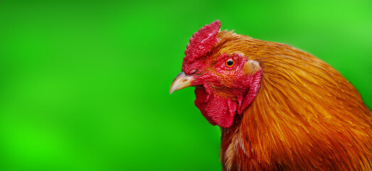 Close up Red rooster head on green background with free text copy space