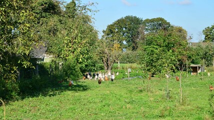 Ein idyllischer Garten mit Federvieh © Monika_B.