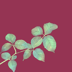 Ilustracja drobne małe liście z gałązką na różowym tle - obrazy, fototapety, plakaty