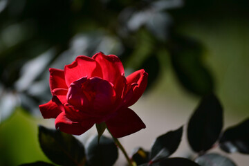 single red rose
