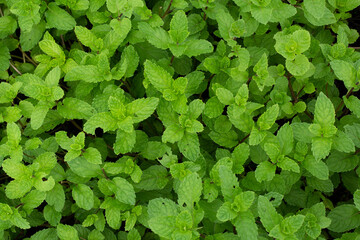 Fresh green mint plants in growth at field,mint leaves