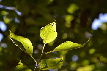 leaves on a day