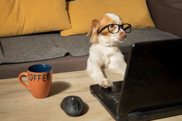 Dog working from home drinking coffee