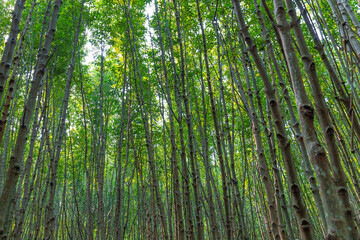 Fototapeta na wymiar Beautiful green forest raining day,mangroves