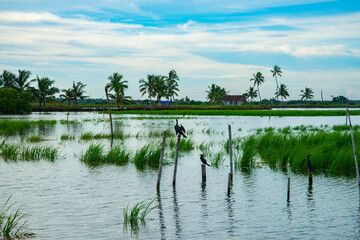 Beautiful nature photography during daytime, Kerala backwaters landscape photography, Kerala backwaters photography during day time Kadamakkudy Kerala