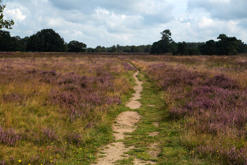 Fototapeta na wymiar Footpath through heathland nature reserve Groote Zand, Hooghalen, Drenthe, Netherlands