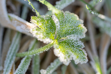 Fototapeta na wymiar Green leaves of the plant covered with morning frost.