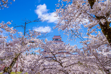 福島県　春の鶴ヶ城