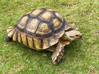 Sulcata Tortoise is walking on the grass in the garden.