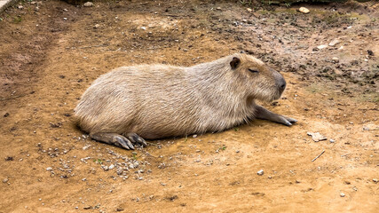 The Capybara hid the hot air on the ground.