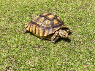 Sulcata Tortoise is walking on the grass in the garden.