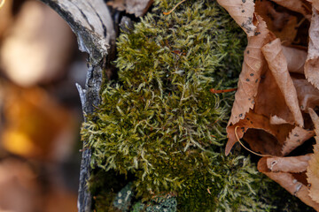 Beautiful autumn background with tree with moss. Inspiration nature. Autumn concept. Nature background. Selective focus. Macro shot. The texture of the wood overgrown with moss. Ecological environment