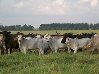 bezerros e bezerras da ra&ccedil;a brahman ao p&eacute;