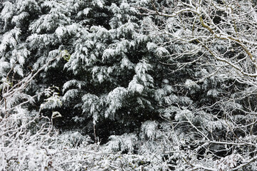 Baum mit Schnee in Frankreich