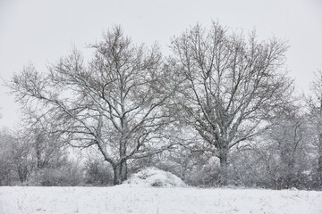 Baum mit Schnee in Frankreich