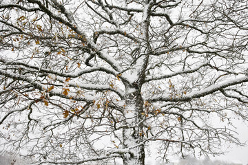 Baum mit Schnee in Frankreich