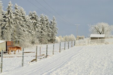 Winterlandschaft mit Pony und Hütte.
