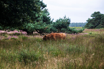 Scottish cow in heathland nature reserve Hijkerveld, Drenthe, Netherlands