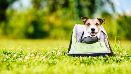 Dog boarding concept with small happy pet looking out of carrier