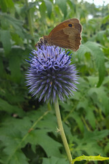 Butterfly Meadow brown (Maniola jurtina) feeding on flower of Globe thistle (Echinops ritro)