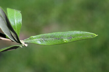 Olive leaf gall midge - Dasineura oleae. Galls on olive leaf. It is important pest of olive trees.