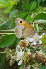 Butterfly Meadow brown (Maniola jurtina) on Blackberry flower (Rubus sp.)