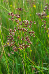 Flowers of Sharp-flowered rush (Juncus acutiflorus)