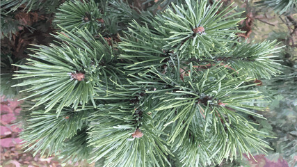 christmas tree branches