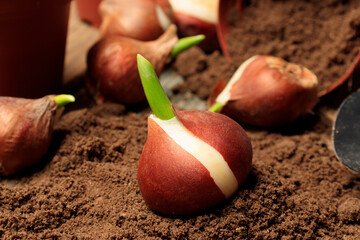 Preparing tulip bulbs for planting. Pots, garden tools and tulip bulbs. Planting seedlings in...