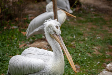 Caged wild animals in captivity at ZOO.