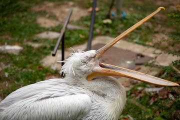 Caged wild animals in captivity at ZOO.