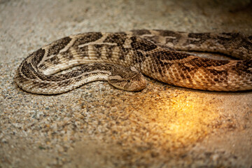 Caged wild animals in captivity at ZOO.