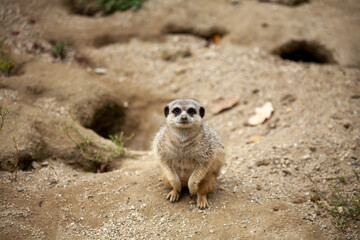 Fototapeta premium Caged wild animals in captivity at ZOO.