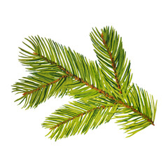 Christmas tree branch, isolated on white background, stock illustration drawn in gouache and watercolor, for design and decor