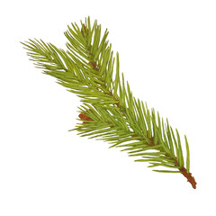 Christmas tree branch, isolated on white background, stock illustration drawn in gouache and...
