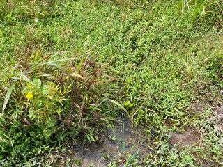 Sri Lankan jungle green grass with Nature Background