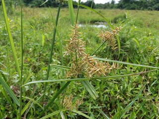 Sri Lankan jungle green grass with Nature Background