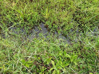 Sri Lankan jungle green grass with Nature Background