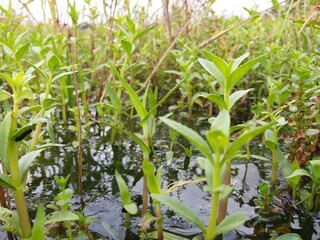 Sri Lankan jungle green grass with Nature Background