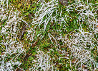 Frost on grass