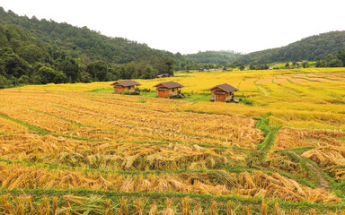 Golden rice field at Mae Klang Luang village