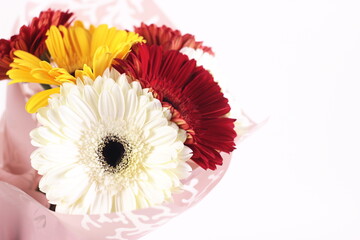 Bouquet of beautiful multicolor gerbera daisies close up on white background.