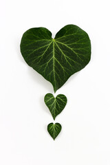 Green heart-shaped ivy leaves on top of each other on a white background