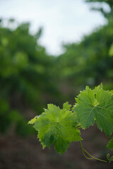Natural vine leaves in the vineyard