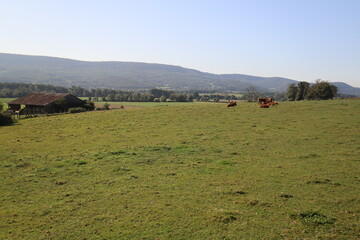 Obraz premium Brown cows on a green hill. Photo was taken in the summer on a sunny day.